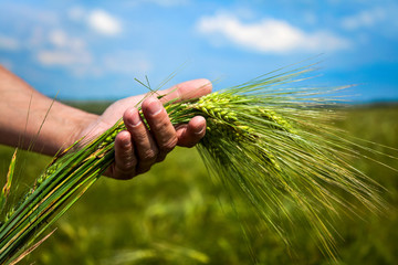 Farmer hand keep green wheat spikelet.