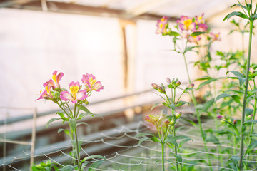 Alstroemeria flowers growing in greenhouse.
