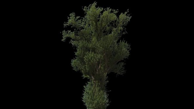 Black Poplar Tree (Populus nigra) isolated on black background with alpha channel - Apple ProRes 4444 with Alpha channel, 10bit high quality footage