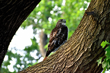 Hawk 