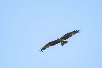 Black kite flying in front of a blue sky