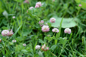 Pink clover flowers on a summer meadow close up