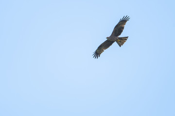 Black kite flying in front of a blue sky