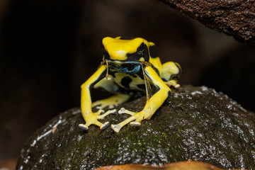 Dyeing poison dart frog 