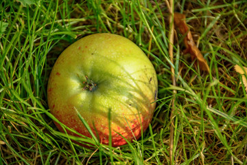 An Apple fallen from a tree, lying in the grass.