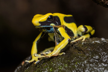 Dyeing poison dart frog 