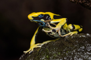Dyeing poison dart frog 