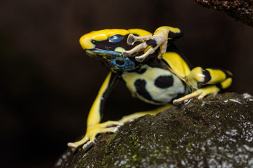 Dyeing poison dart frog 