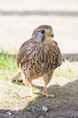 Closeup of a european kestrel on the ground