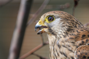 Closeup portrait of a european kestrel in a tree