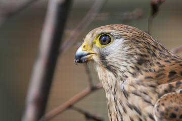 Closeup portrait of a european kestrel in a tree