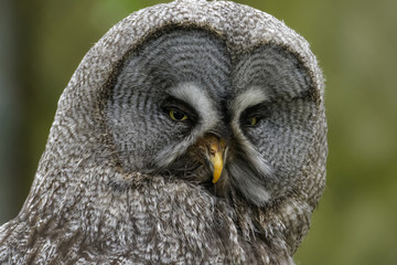 Closeup portrait of a great grey owl