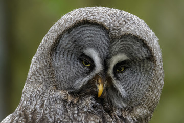 Closeup portrait of a great grey owl