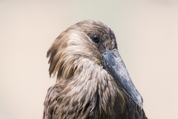 Closeup portrait of a hammerkop