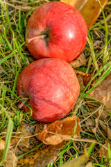 An Apple fallen from a tree, lying in the grass.