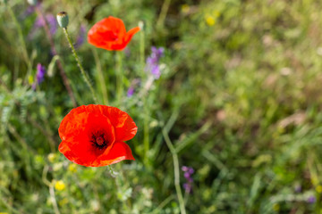 Red poppy flowers on a green grass field at sunny summer day.