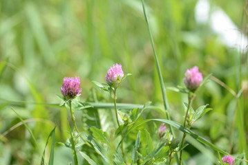 Pink clover flowers on a summer meadow close up