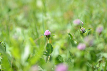 Pink clover flowers on a summer meadow close up