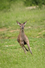Naklejka na ściany i meble Red deer fawn running around in a meadow
