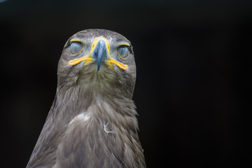 Closeup portrait of a steppe eagle