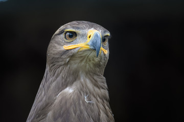 Closeup portrait of a steppe eagle