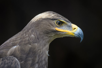 Closeup portrait of a steppe eagle