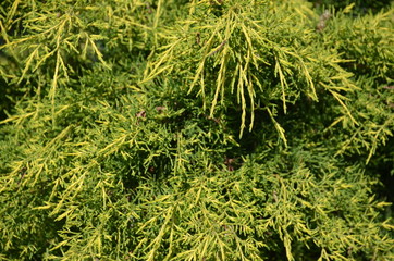 zieleń, roślin, gras, charakter, feuille, koper, tekstura, ziele, jardin, pola, naturalny, lato, drzew, swiezy, jedzenie, fenkuł, jary, bliska, jarzyna, mech, trawnik, naturalny, bliska, przyprawa, zd