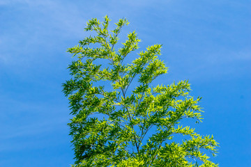 青い空背景の笹　竹　