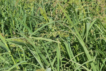 green grass with water drops