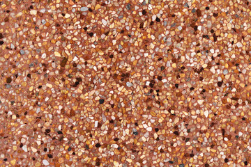 shells on the beach