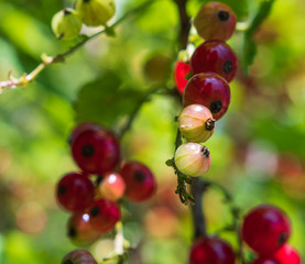 Johannisbeere am Strauch