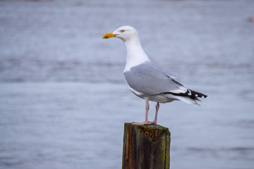 seagull on the beach