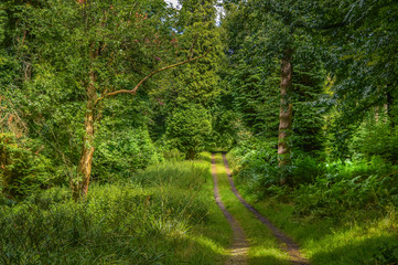 Woodland Track In Great Britain