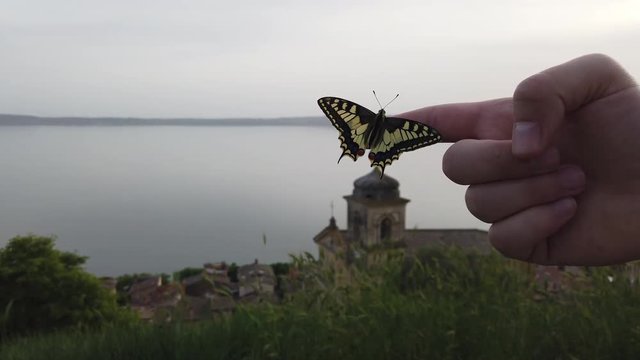 4K video of a Papillo Glaucus. Wonderful yellow butterfly on a finger. The butterfly is pretty close to the lake. It is calmly hanging on the finger.
