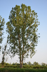 pola, gras, niebo, krajobraz, zieleń, hayfield, charakter, lato, blękit, jary, rolnictwa, farma, obszarów wiejskich, countryside, chmura, roślin, przenica, horyzont, kraj, chmura, kraina, trawnik, pię