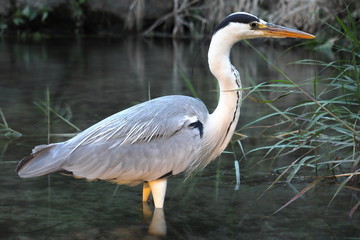 great blue heron in water