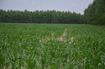 Fototapeta premium pola, gras, niebo, krajobraz, zieleń, hayfield, charakter, lato, blękit, jary, rolnictwa, farma, obszarów wiejskich, countryside, chmura, roślin, przenica, horyzont, kraj, chmura, kraina, trawnik, pię
