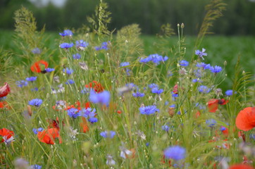 pola, mak, charakter, kwiat, hayfield, czerwień, krajobraz, lato, zieleń, jary, niebo, gras, countryside, blękit, obszarów wiejskich, rolnictwa, roślin, beuty, dzika, chmura, piękne, kwiat polny