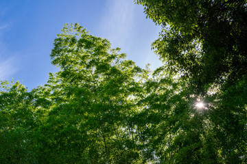 Obraz premium 竹やぶの笹から逆光