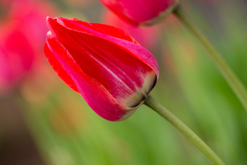 single red tulip in garden 
