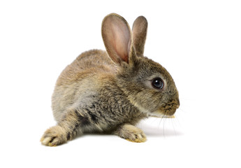 rabbit on a white background 