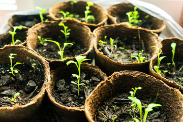 Seedlings of young plants in peat pots.