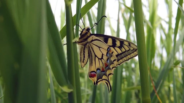 4K video of a Papillo Glaucus. Wonderful yellow butterfly in the middle of the grass. The butterfly is pretty close to the lake. It is hanging on a blade of grass.