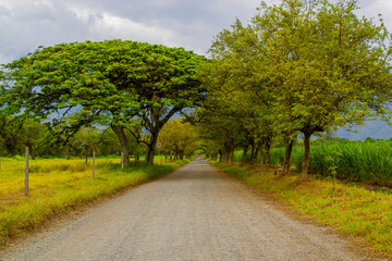 Camino destapado - Sendero campestre con arboles 