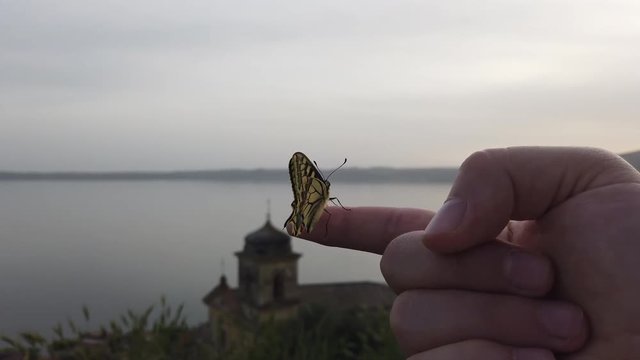 4K video of a Papillo Glaucus. Wonderful yellow butterfly on a finger. The butterfly is pretty close to the lake. It is calmly hanging on the finger.