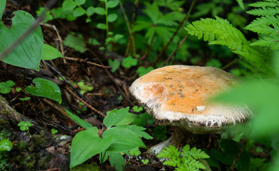 white mushroom standing in the middle of forest