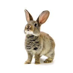 rabbit on a white background 