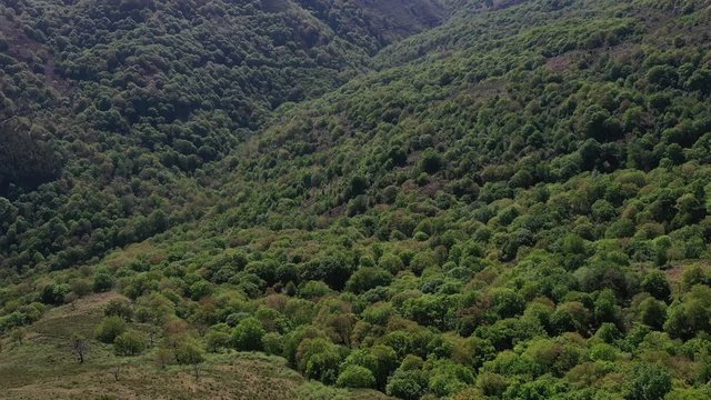 Oak forest, Springtime, Remendon forest, Guriezo Municipality, Cantabria, Spain, Europe