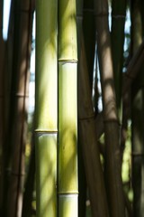 Bambous en clair obscur