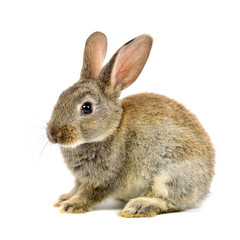rabbit on a white background 